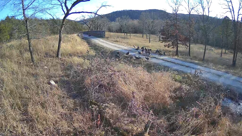 Turkey Flock