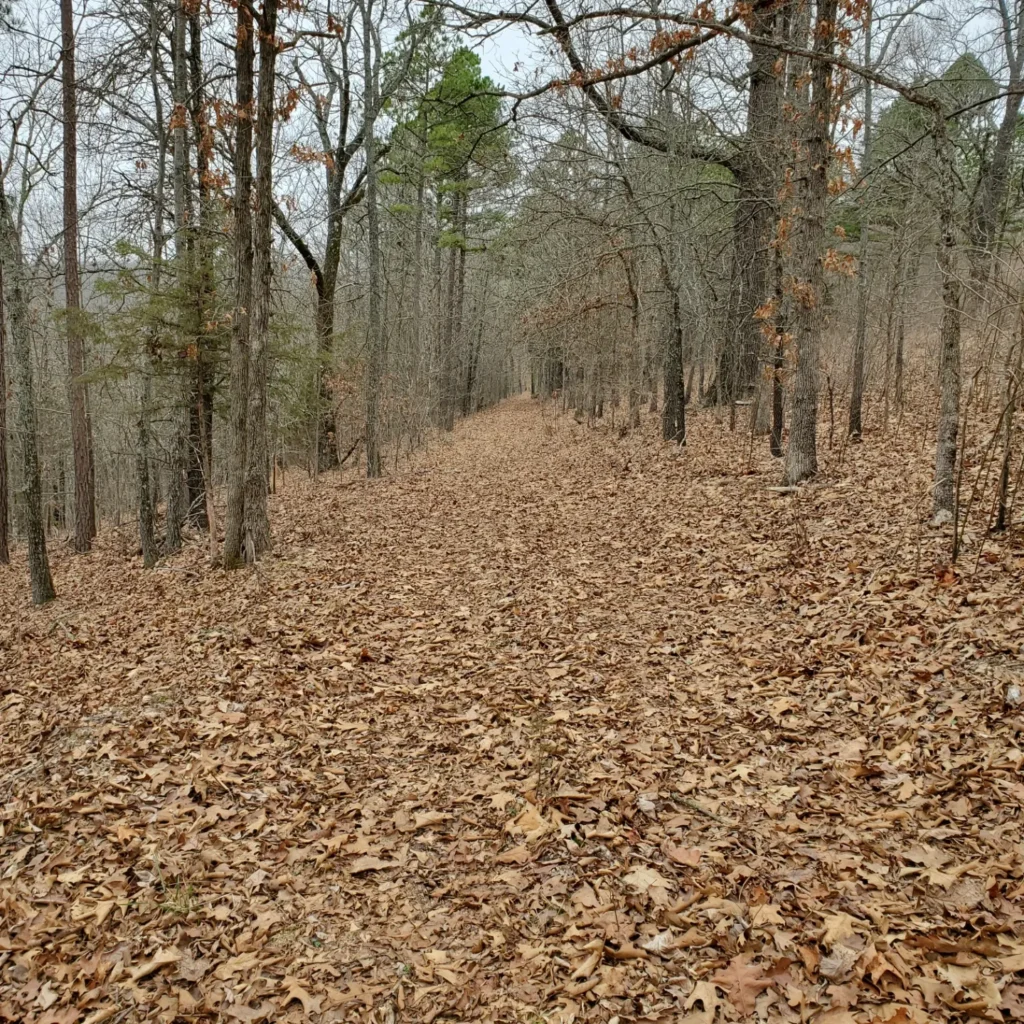 Woodlands
