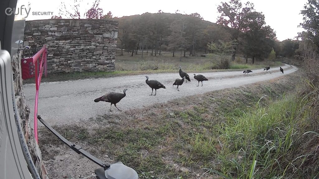 Turkeys on the road