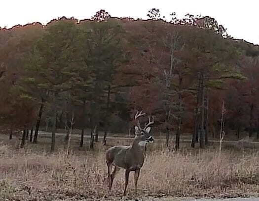 Whitetail deer habitat at Shipps Landing