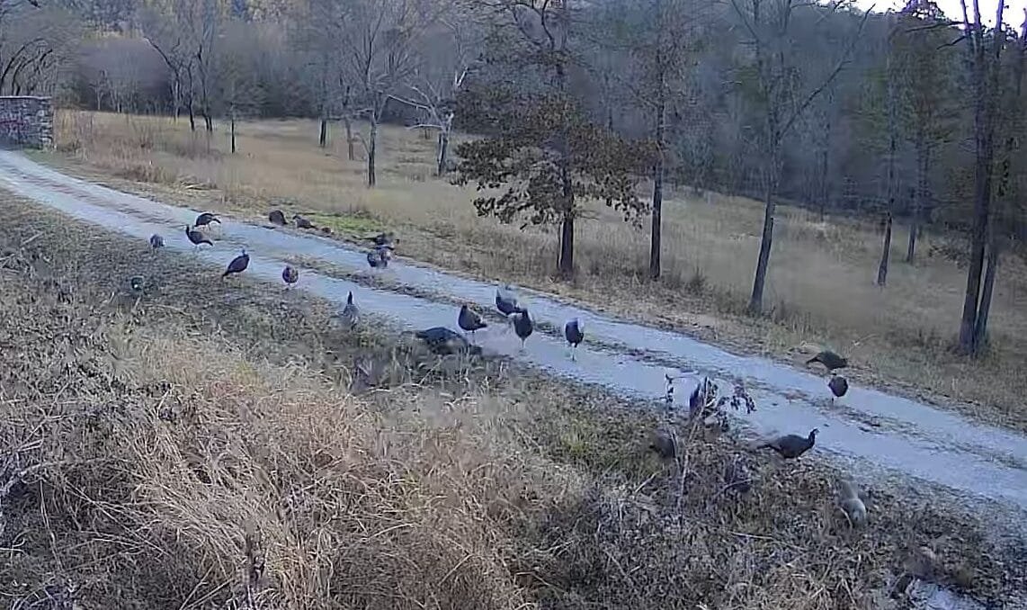Spring wild turkey habitat near the river